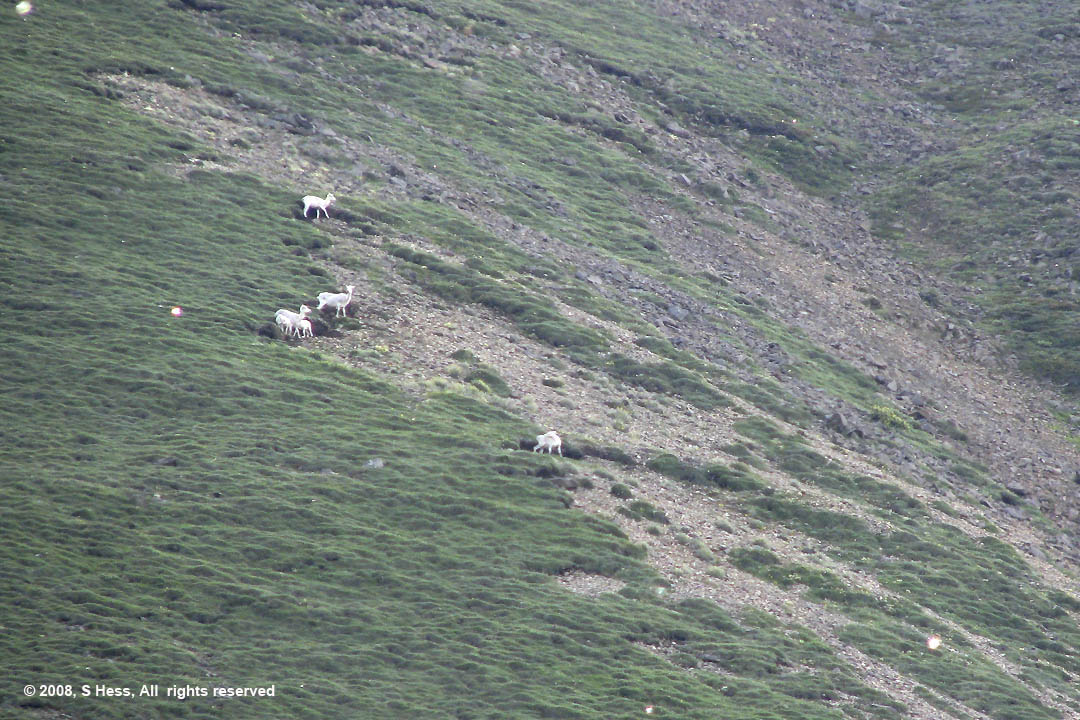 Dall Sheep grazing 